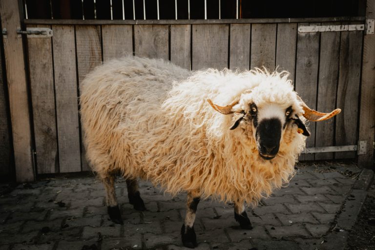 Walliser Schwarznasen Schaf