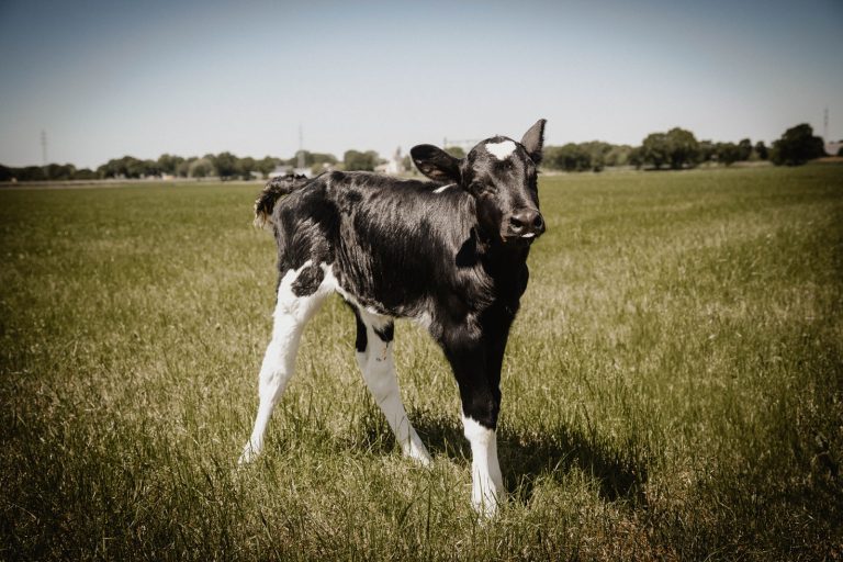 Kalb